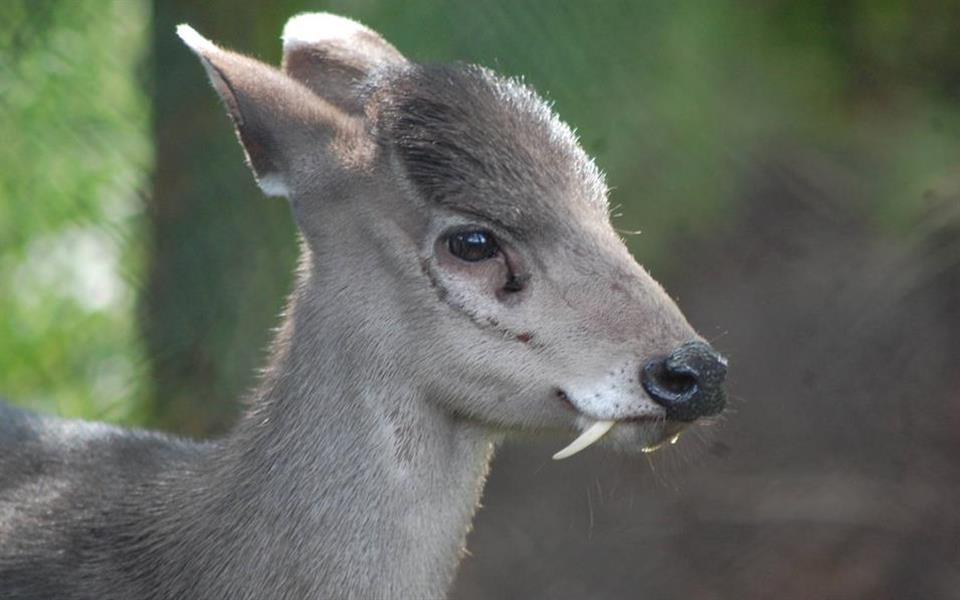 Veja 7 animais bizarros de que você provavelmente nunca ouviu falar Veja 7 animais bizarros de que você provavelmente nunca ouviu falar