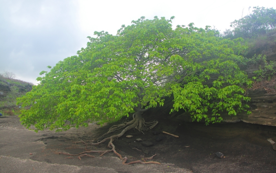 Manchineel: conheça a árvore mais sinistra do planeta