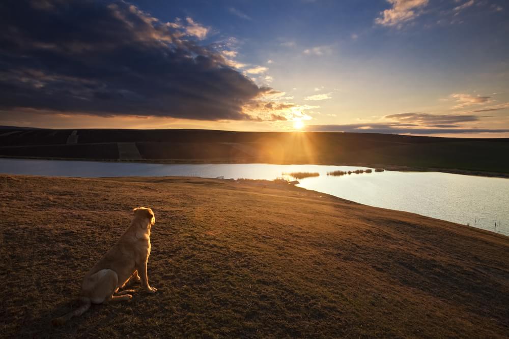 O que algumas religiões dizem sobre o destino dos animais após a morte?