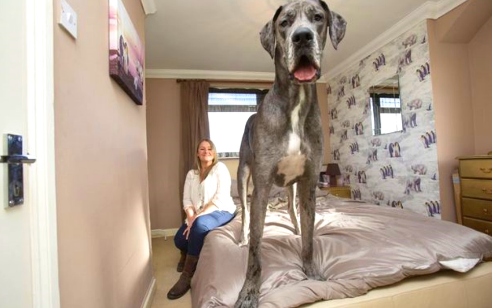 Muito fermento! Será que você adivinha quanto mede este cachorro gigante?