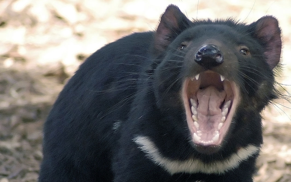 5 animais reais que parecem de faz de conta