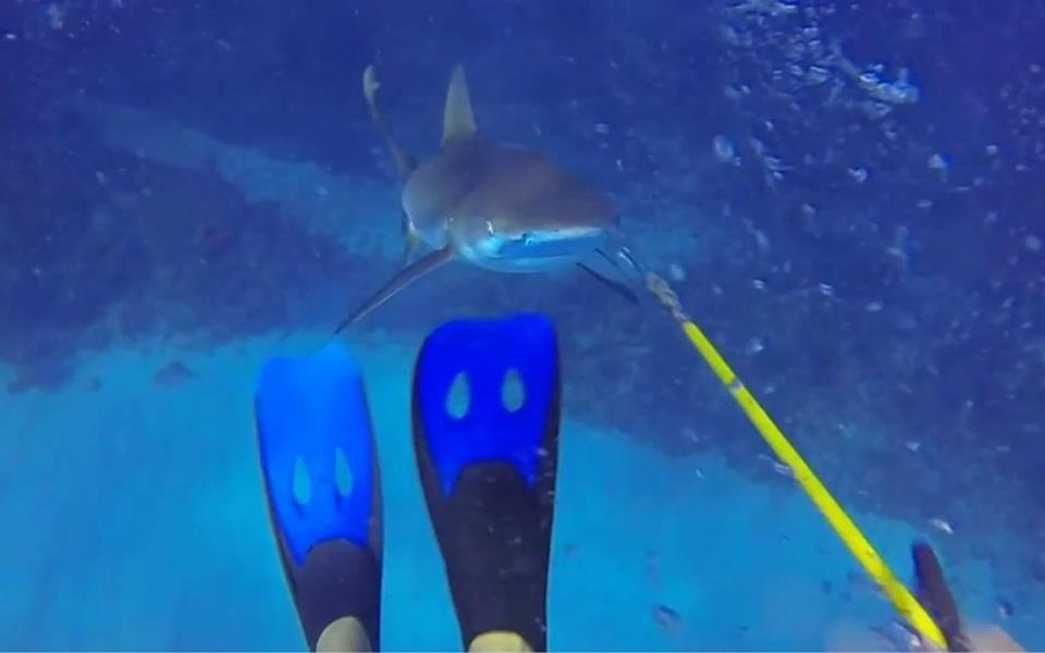 Mergulhador registra momento em que quase é atacado por um tubarão [vídeo]