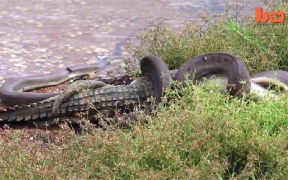 Cobra gigante é flagrada devorando crocodilo na Austrália
