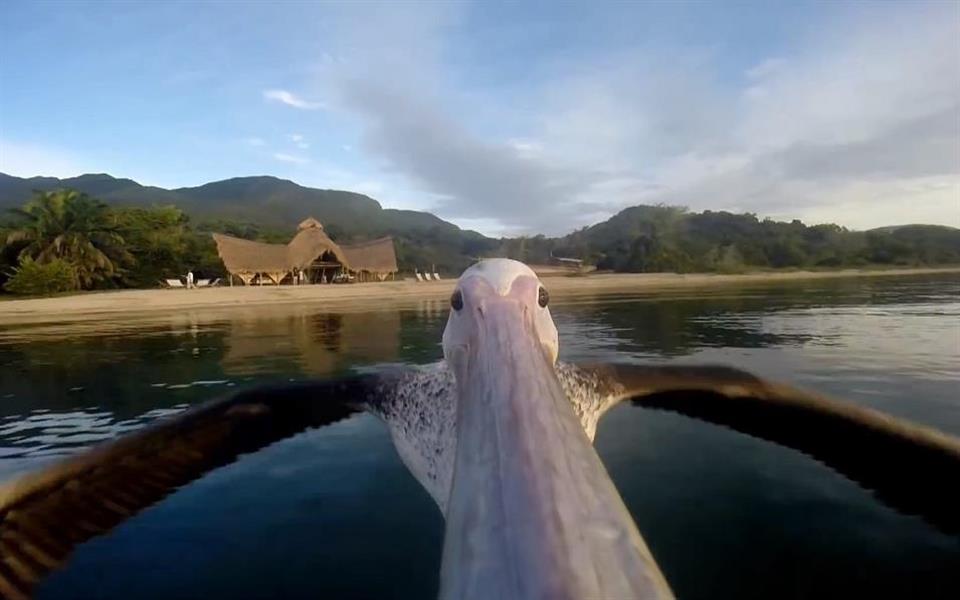Câmera GoPro captura pelicano aprendendo a voar em lindo vídeo