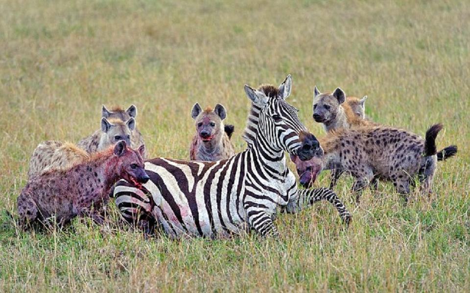 Natureza brutal: hienas comem zebra grávida ainda viva no Quênia