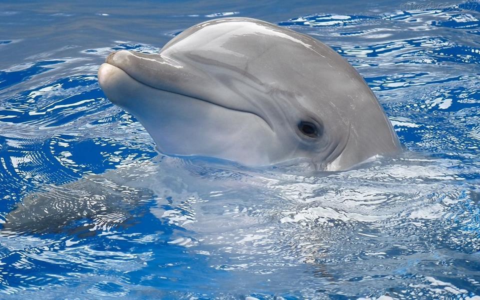 Cientistas criam tradutor que converte o som dos golfinhos para o inglês