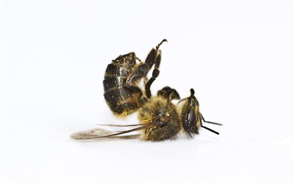 Por que as abelhas estão morrendo subitamente?