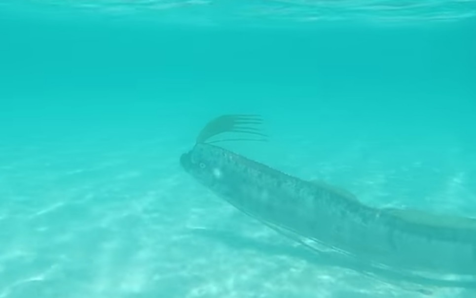 Regaleco: um dos mais estranhos peixes que existem