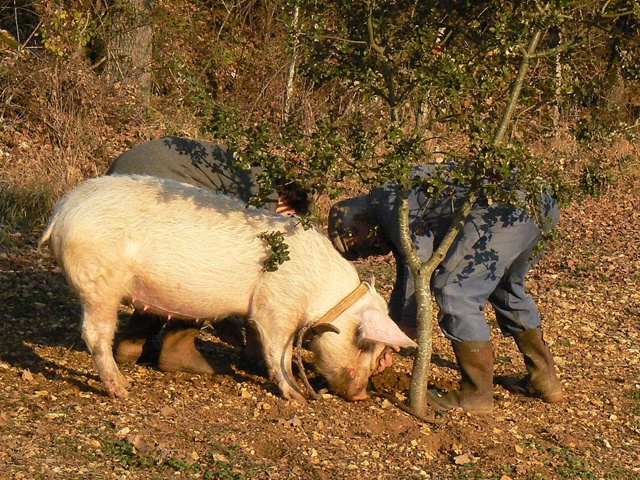 Como treinar porco ou cão para encontrar trufas