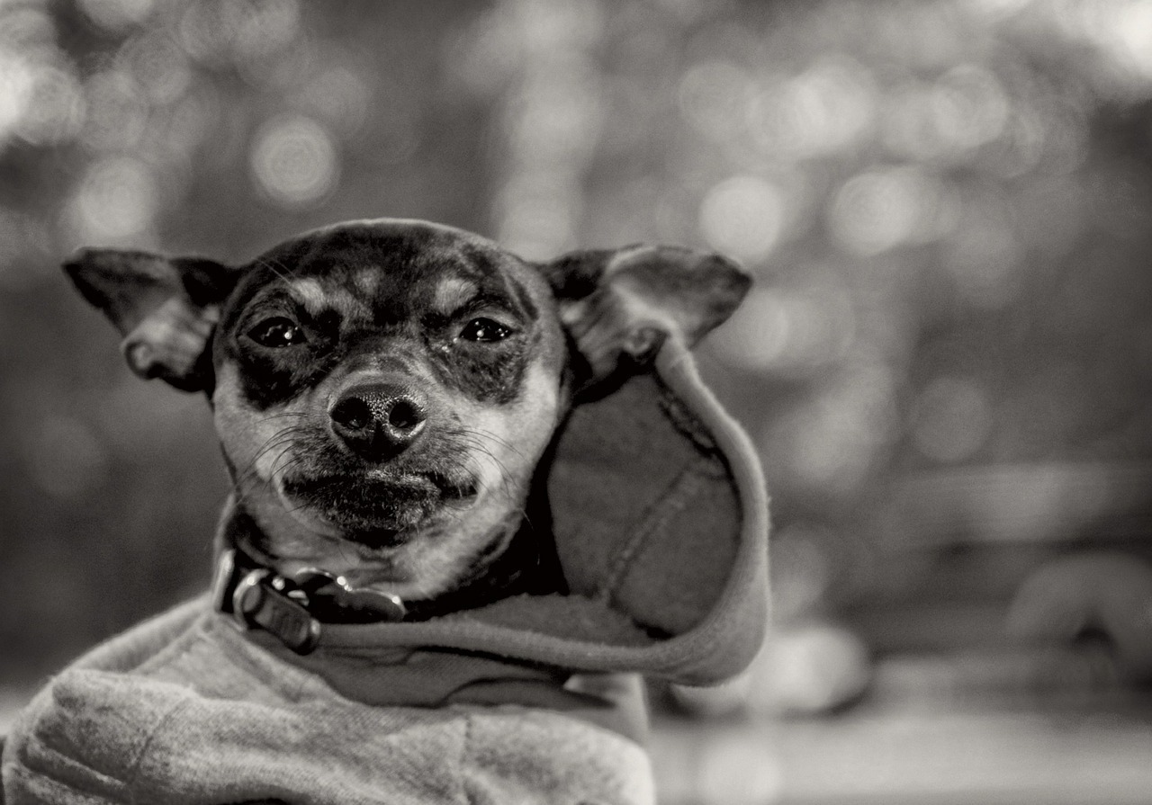 Ciência comprova que olhar para seu cãozinho faz você sentir amor