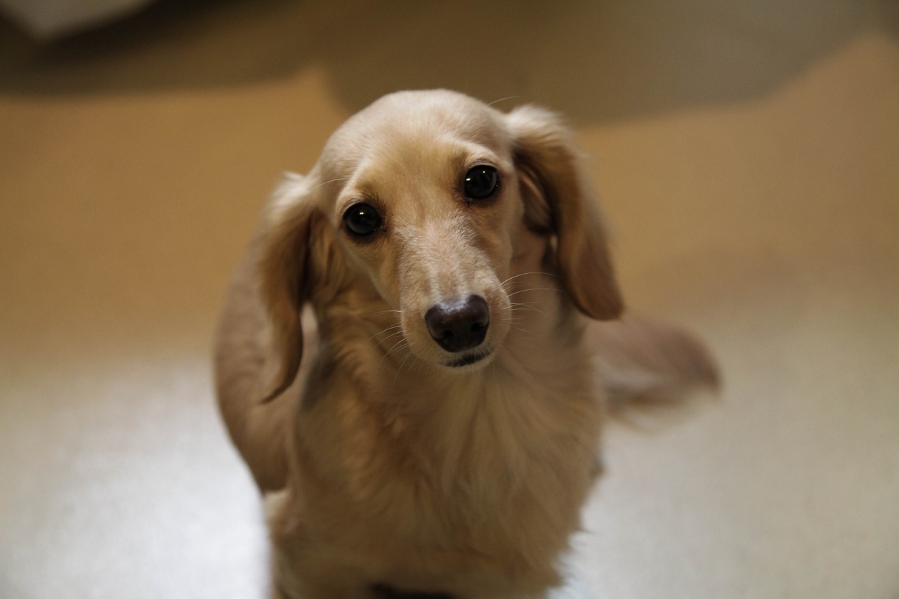 Ciência comprova que olhar para seu cãozinho faz você sentir amor