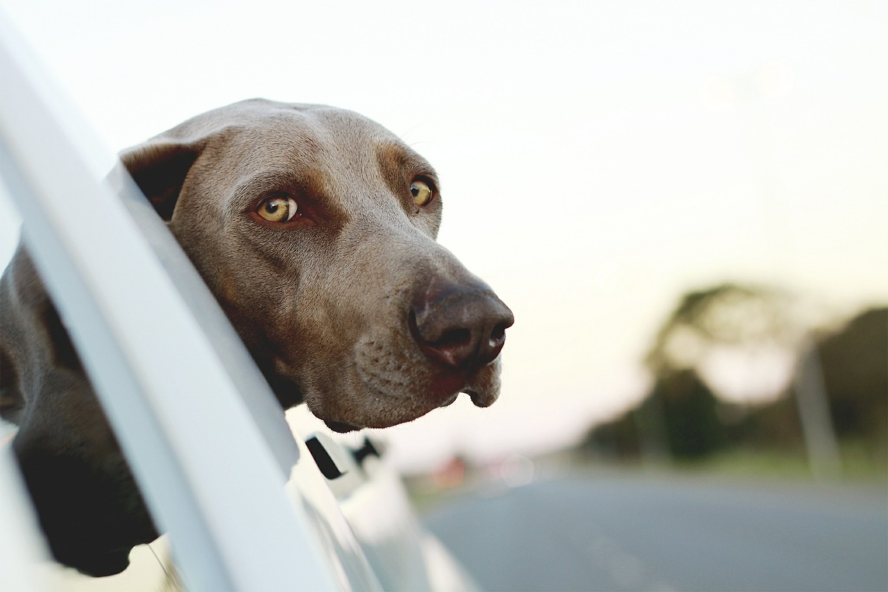 Ciência comprova que olhar para seu cãozinho faz você sentir amor