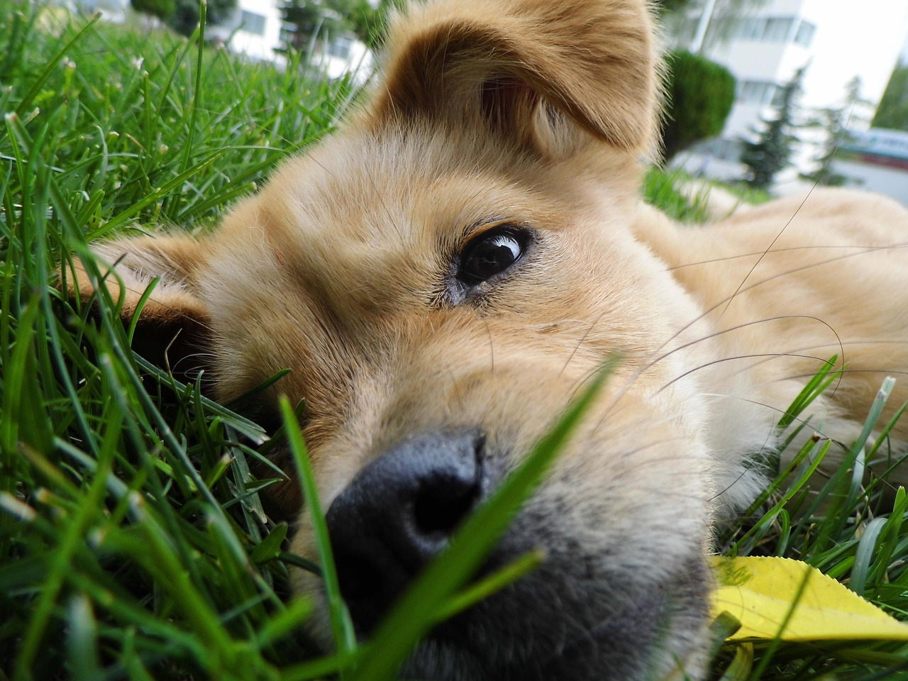 Ciência comprova que olhar para seu cãozinho faz você sentir amor