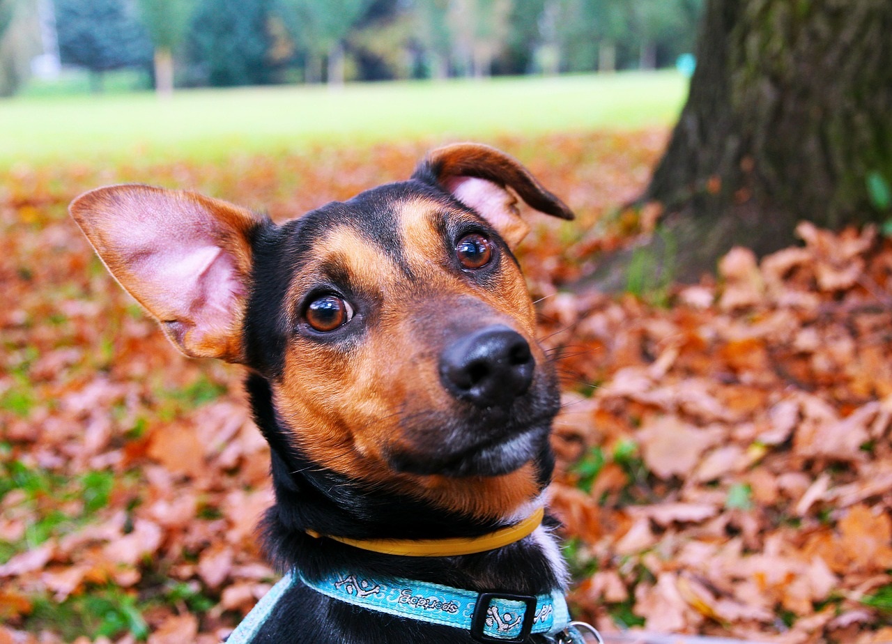 Ciência comprova que olhar para seu cãozinho faz você sentir amor