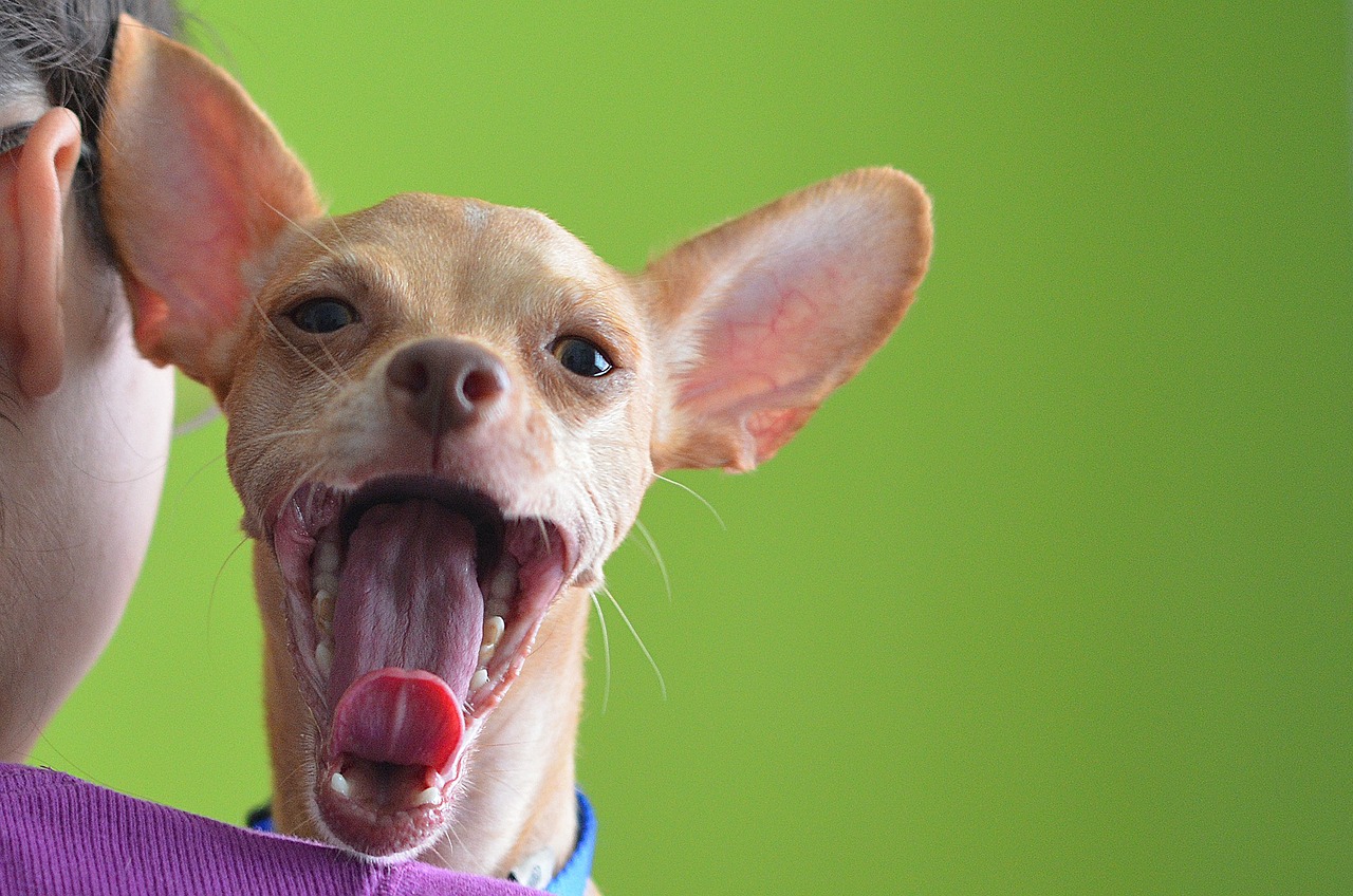 Ciência comprova que olhar para seu cãozinho faz você sentir amor