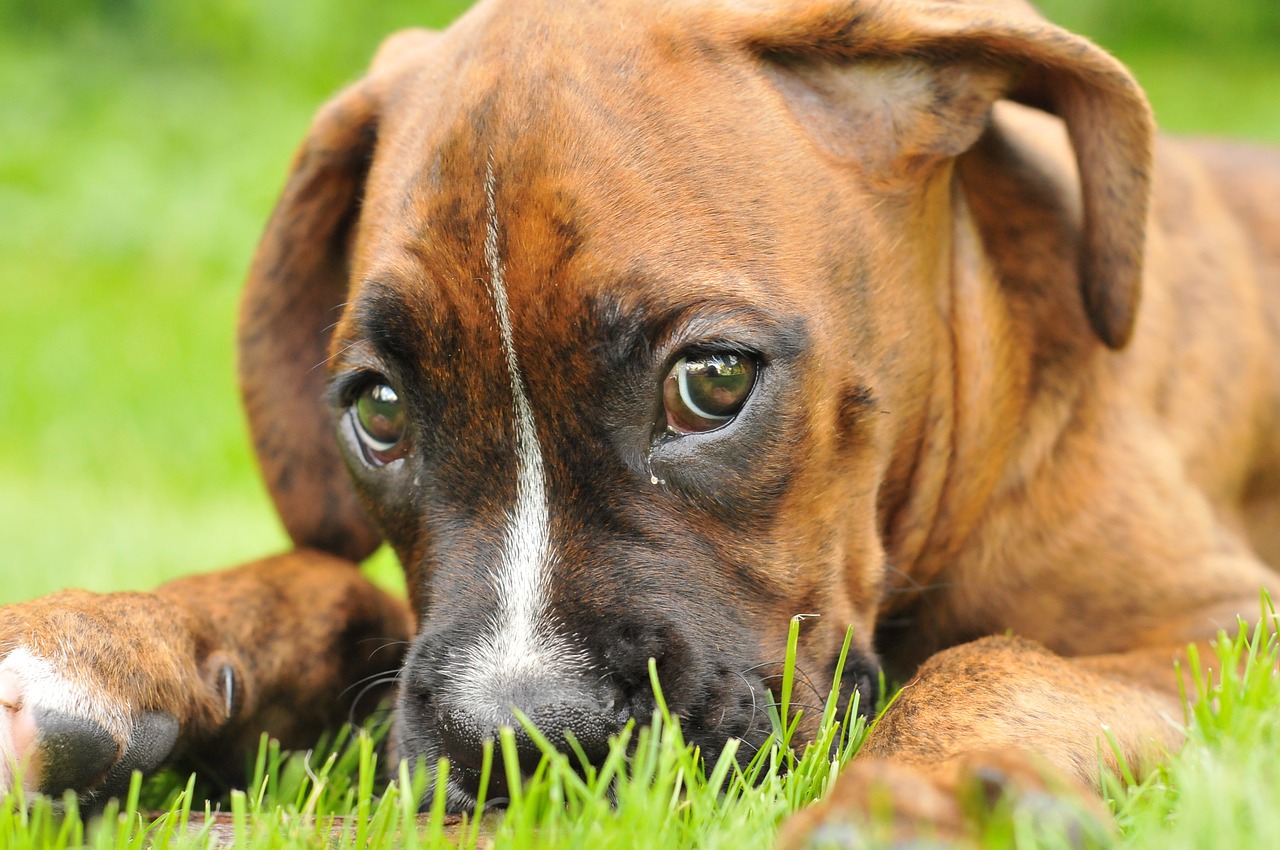 Ciência comprova que olhar para seu cãozinho faz você sentir amor