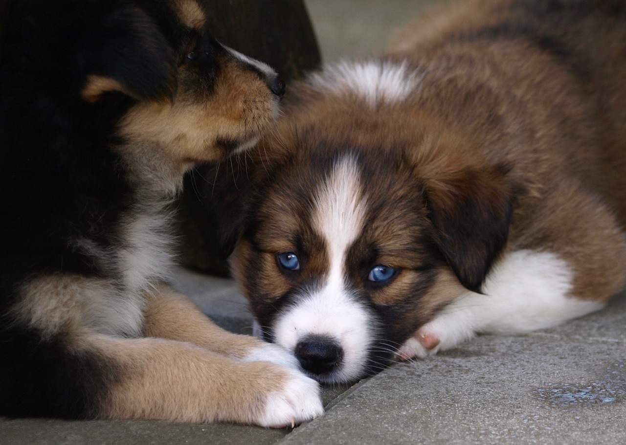 Ciência comprova que olhar para seu cãozinho faz você sentir amor