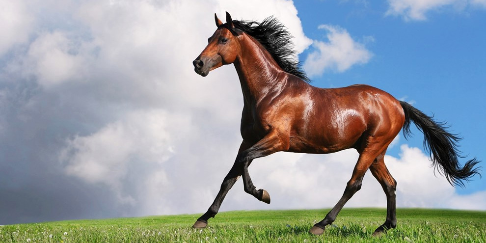 Resultado de imagem para Os cavalos dormem em pÃ©?