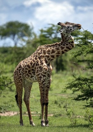 Girafa que quebrou pescoço em briga vive tranquila no Serengeti [vídeo]