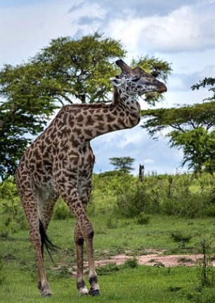 Girafa que quebrou pescoço em briga vive tranquila no Serengeti [vídeo]