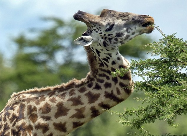 Girafa que quebrou pescoço em briga vive tranquila no Serengeti [vídeo]