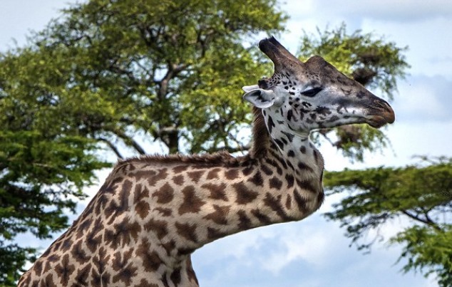 Girafa que quebrou pescoço em briga vive tranquila no Serengeti [vídeo]