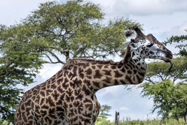 Girafa que quebrou pescoço em briga vive tranquila no Serengeti [vídeo]