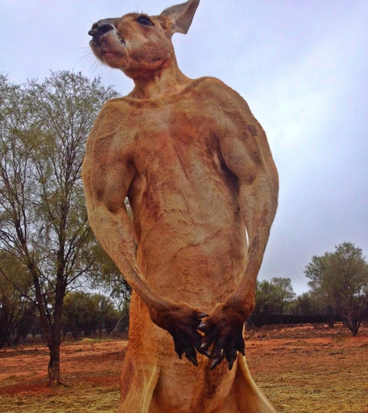 Conheça Roger, o canguru de 2 metros que adora esmagar baldes de metal