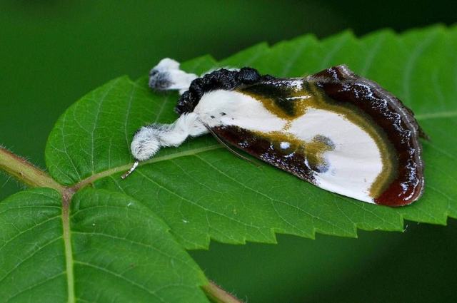Essa mariposa se camufla de cocô de passarinho para evitar os predadores.