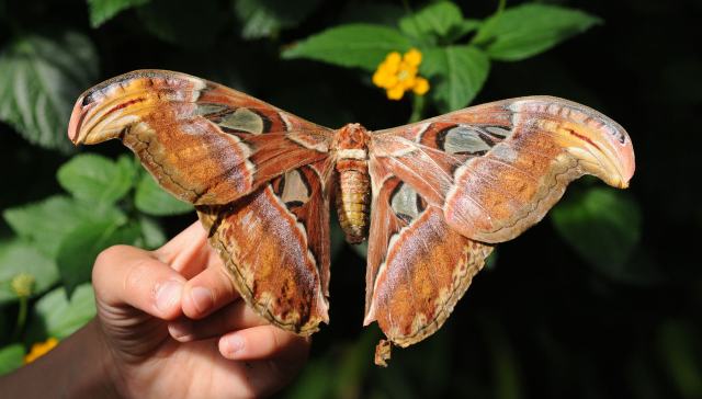 Macho da mariposa-atlas pode sentir o cheiro da fêmea a 10 km de distância.