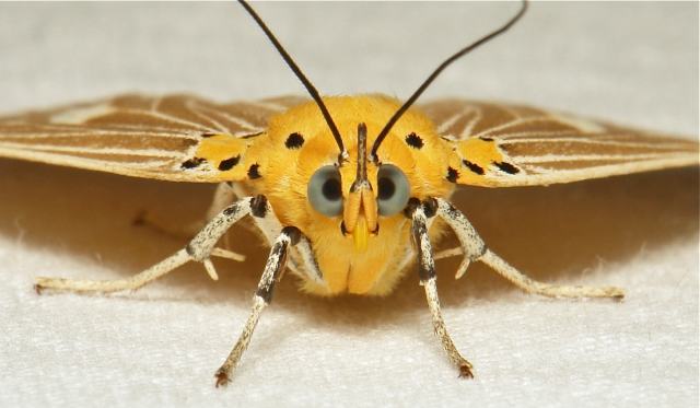 Algumas mariposas não possuem nem mesmo bocas.