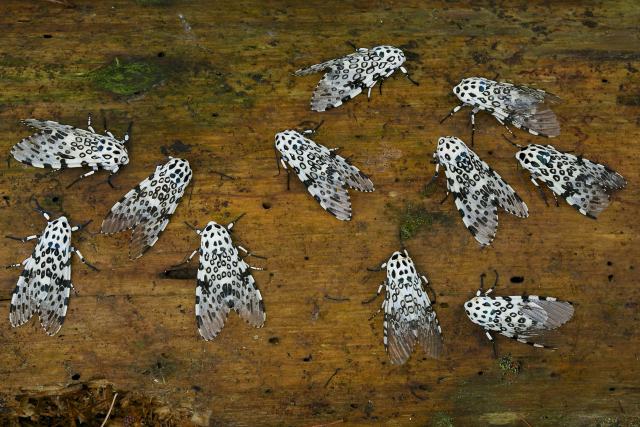 Algumas espécies de mariposas são bem bonitinhas.