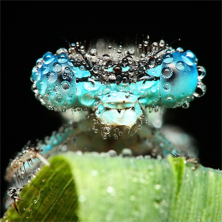 Libélula Azul dormindo sobre um folha. Libélula Azul dormindo sobre um folha.