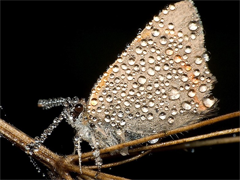 Esta mariposa parece ter diamantes encrustados em suas asas. Esta mariposa parece ter diamantes encrustados em suas asas.