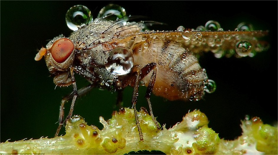 Mais uma mosca adormecida sobre um galho. Mais uma mosca adormecida sobre um galho.