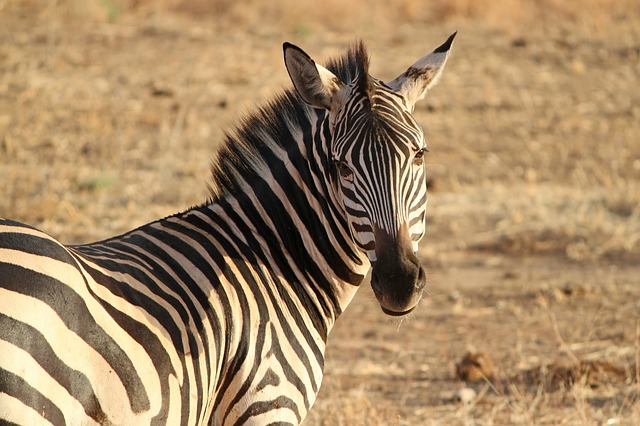 Resultado de imagem para zebras se comunicando