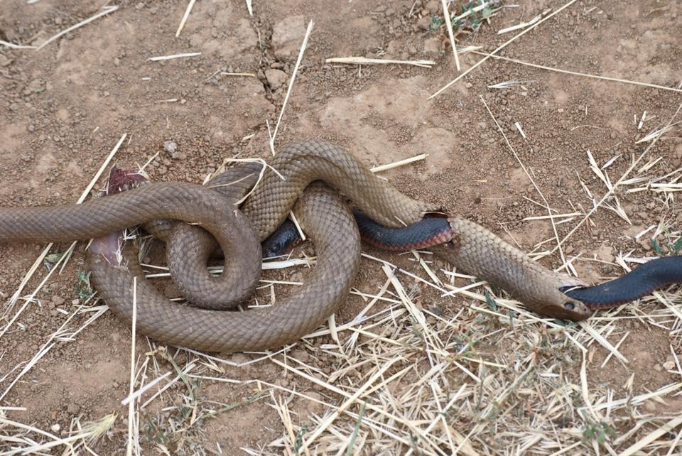 Você sabe o que aconteceu com essas cobras?