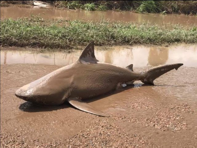 Animal foi parar em uma estrada após passagem de ciclone (Crédito: Reprodução)