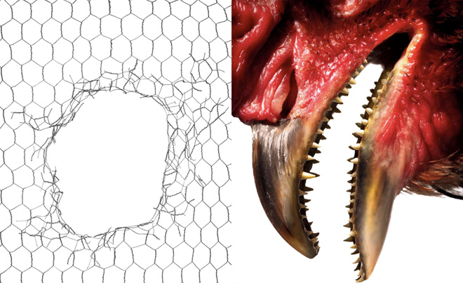Como cientistas vão hackear uma galinha para recriar um dinossauro