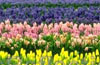 Logo Spring (with Bible Verses) Screensaver Ícone Logo Spring (with Bible Verses) Screensaver Ícone