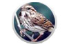 Logo Bird Watcher Professional Ícone Logo Bird Watcher Professional Ícone