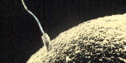 Imagem de: Cultura inútil do dia: você sabe quantos MB de informação carrega um espermatozoide?