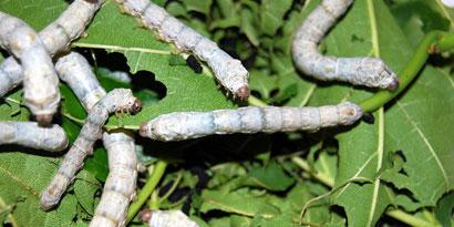 Imagem de: Cientistas criam lagartas transgênicas capazes de produzir seda de aranha