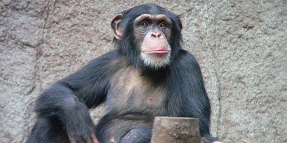 Imagem de: Chimpanzés têm relações sociais similares às humanas