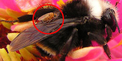 Imagem de: Mosca transforma abelhas em zumbis