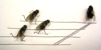 Imagem de: Cientistas fazem moscas levitar usando campos magnéticos