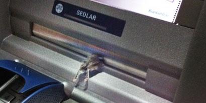 Imagem de: Caixa eletrônico despeja rato morto junto com dinheiro