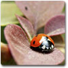 Logo Insects Dynamic Theme Ícone Logo Insects Dynamic Theme Ícone