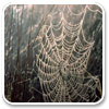 Logo Creepy Cobwebs Windows 8 Theme Ícone Logo Creepy Cobwebs Windows 8 Theme Ícone