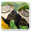 Logo Macaw Theme for Windows 7 Ícone Logo Macaw Theme for Windows 7 Ícone
